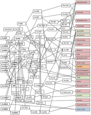 Genomic Selection in Sugarcane: Current Status and Future Prospects